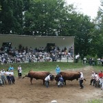 越後山古志の闘牛大会