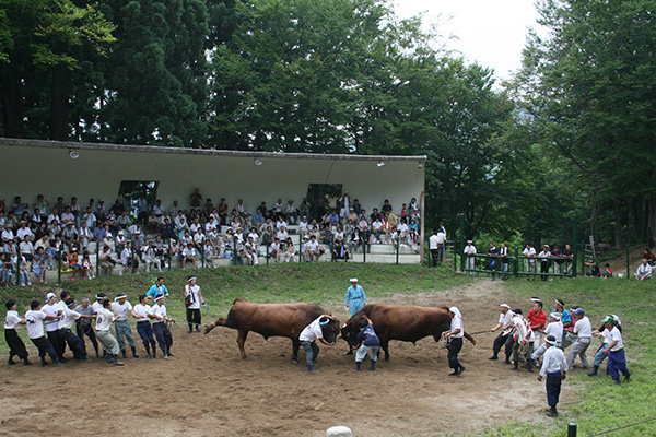 越後山古志の闘牛大会