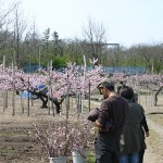 桃の花見フェスティバル_2
