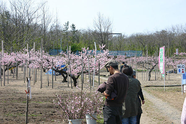桃の花見フェスティバル