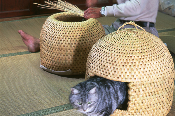 猫ちぐら