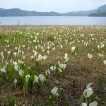 沼と水芭蕉