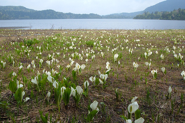 沼と水芭蕉